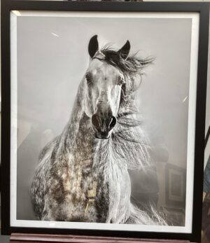 Framed White Horse